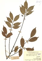 藏品(黑星櫻(墨點櫻桃))的圖片